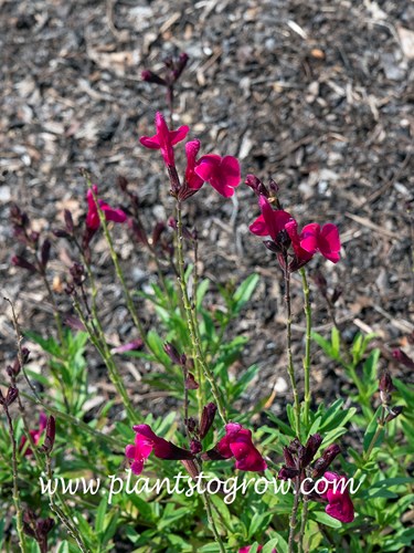 Salvia Mirage Neon Rose